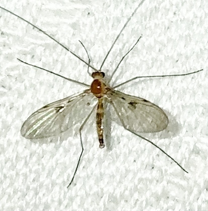 Macrocera inconcinna