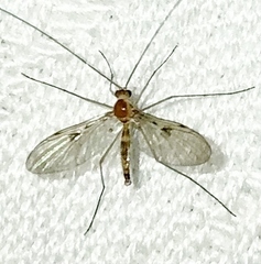 Macrocera inconcinna