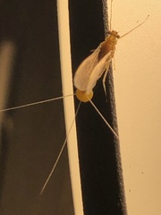 Ephemerella invaria
