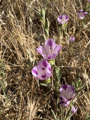 Clarkia purpurea viminea