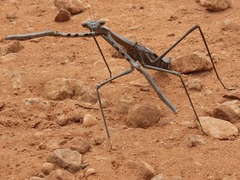 Archimantis quinquelobata