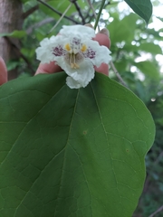 Catalpa