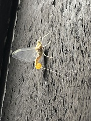 Ephemerella invaria