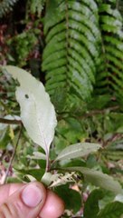 Coprosma tenuifolia