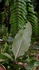 Coprosma tenuifolia