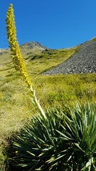 Aciphylla scott-thomsonii