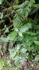 Coprosma tenuifolia