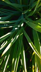 Aciphylla scott-thomsonii