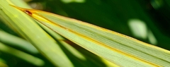 Aciphylla scott-thomsonii