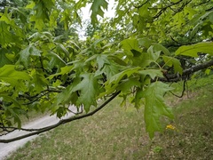 Quercus velutina