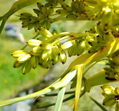 Aciphylla scott-thomsonii