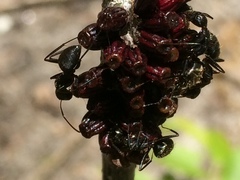Callirhytis quercusgemmaria
