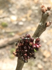 Callirhytis quercusgemmaria