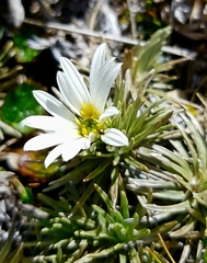 Celmisia sessiliflora