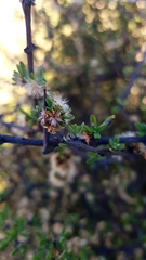 Olearia bullata