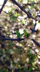Olearia bullata