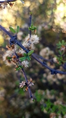 Olearia bullata