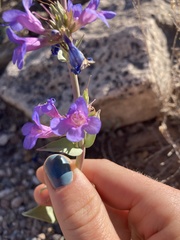 Penstemon cyananthus