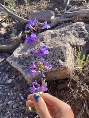 Penstemon cyananthus