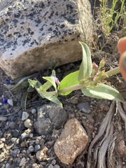 Penstemon cyananthus