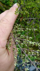 Coprosma microcarpa
