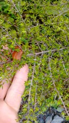 Coprosma microcarpa