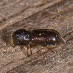 Prostephanus punctatus