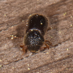 Prostephanus punctatus