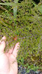 Coprosma microcarpa