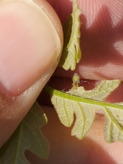 Andricus chinquapin