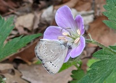 Glaucopsyche lygdamus