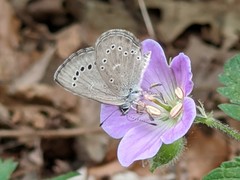 Glaucopsyche lygdamus