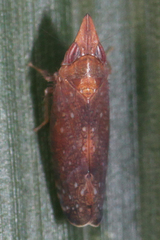 Scaphytopius rubellus
