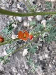Sphaeralcea munroana