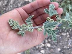 Sphaeralcea munroana