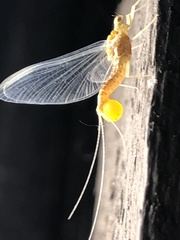 Ephemerella invaria