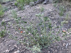 Sphaeralcea munroana