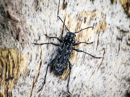 Old Long-horned Beetle