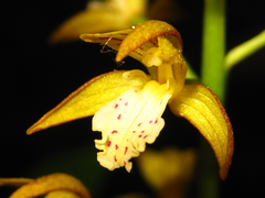 Oreorchis patens