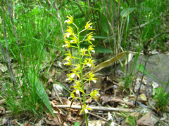 Oreorchis patens