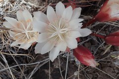 Lewisia rediviva