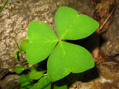 Oxalis obtriangulata