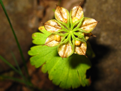 Eranthis stellata