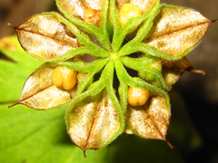 Eranthis stellata