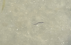 Anguilla rostrata