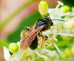 Andrena integra