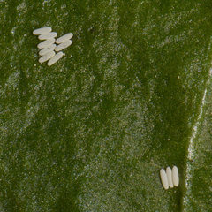 Pegomya hyoscyami group