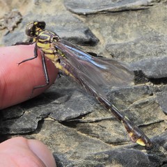 Gomphurus