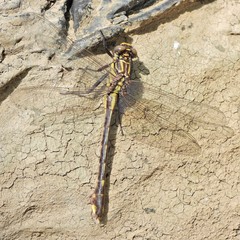 Gomphurus