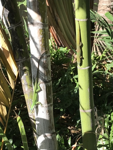 Gold Dust Day Gecko, 1618 Punahou St, Honolulu, HI, US, photo 9 of 10